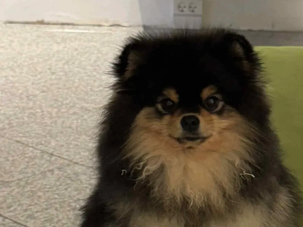 Billede 4 - Pomchi hvalp 