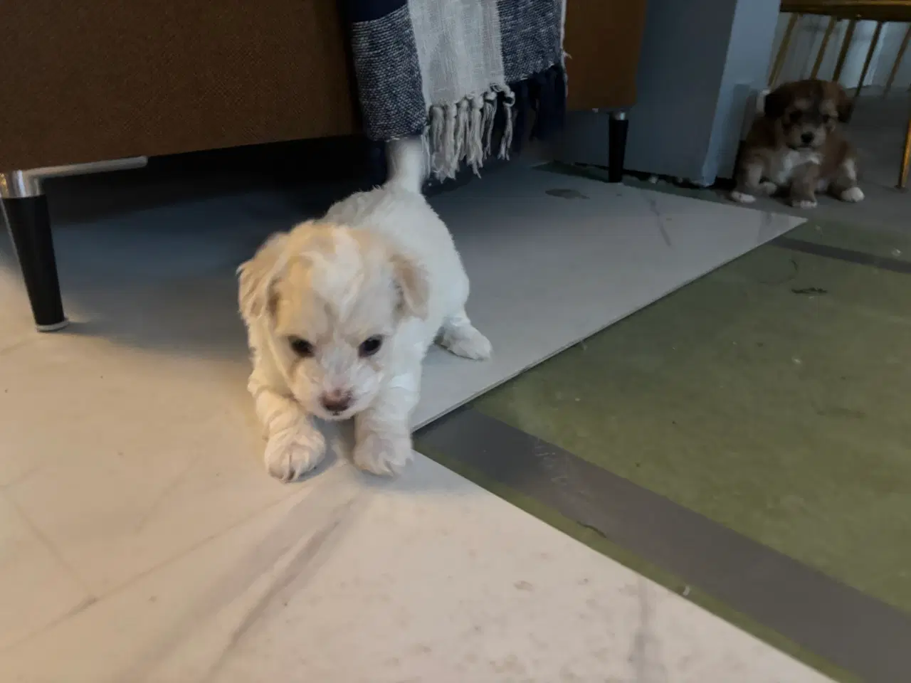 Billede 9 - Cottonpoo eller potton hvalpe