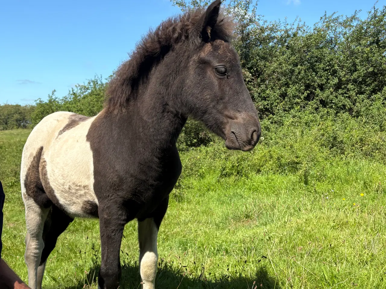 Billede 5 - Islænder føl og plage sælges