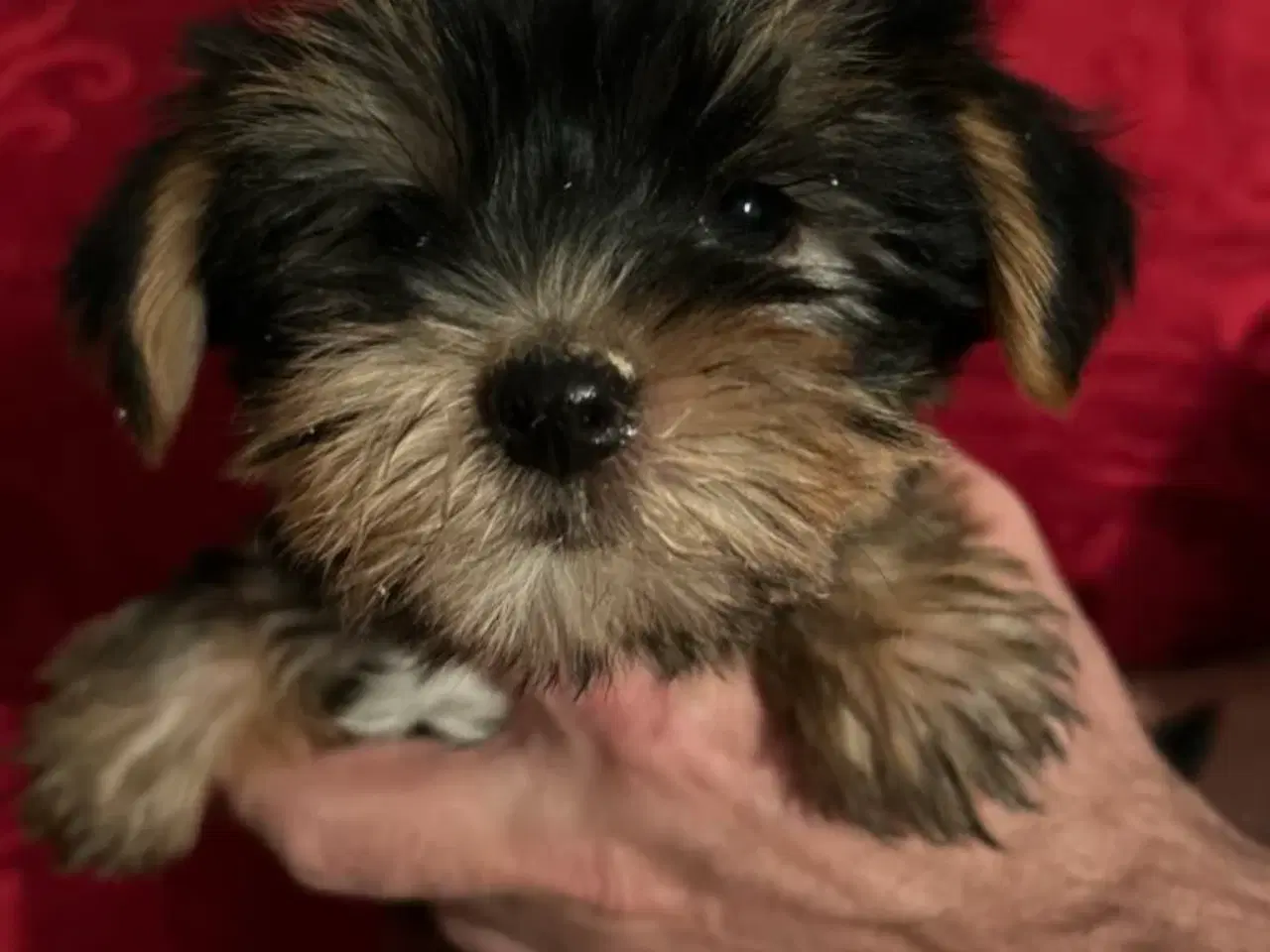 Billede 5 - Yorkshire terrier 