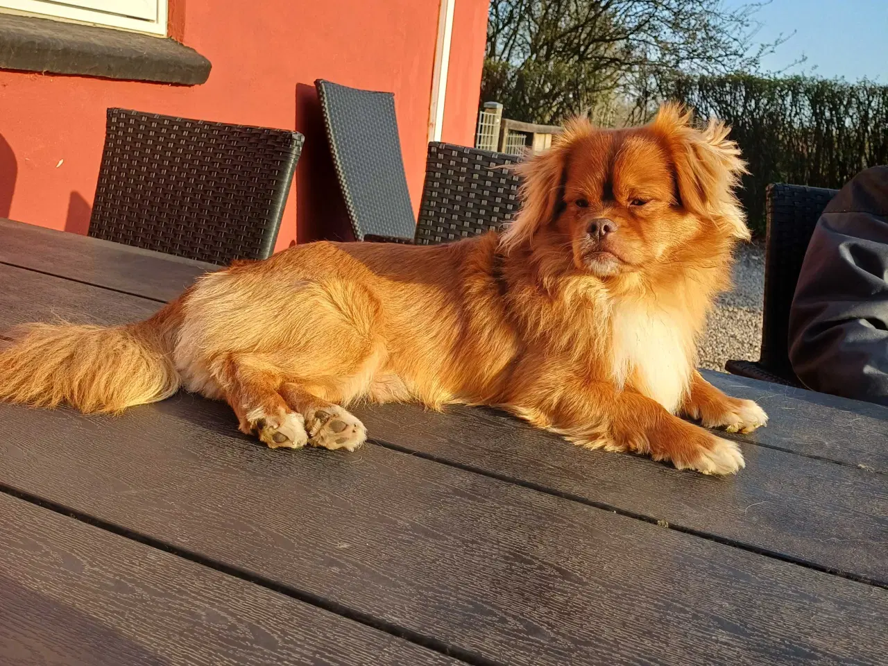 Billede 7 - LÆKRE BLANDINGSHVALPE.