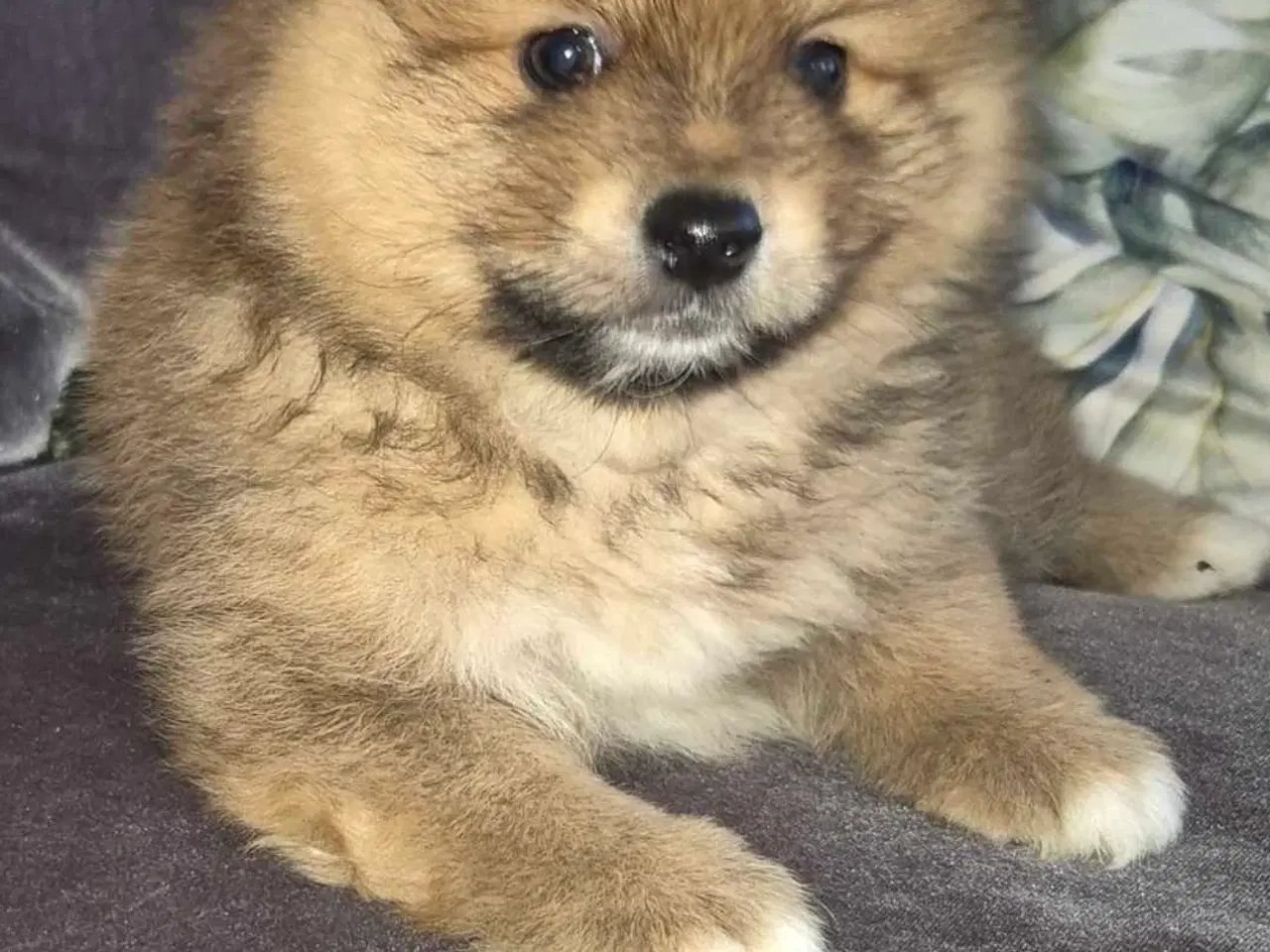 Billede 2 - Pomeranian 