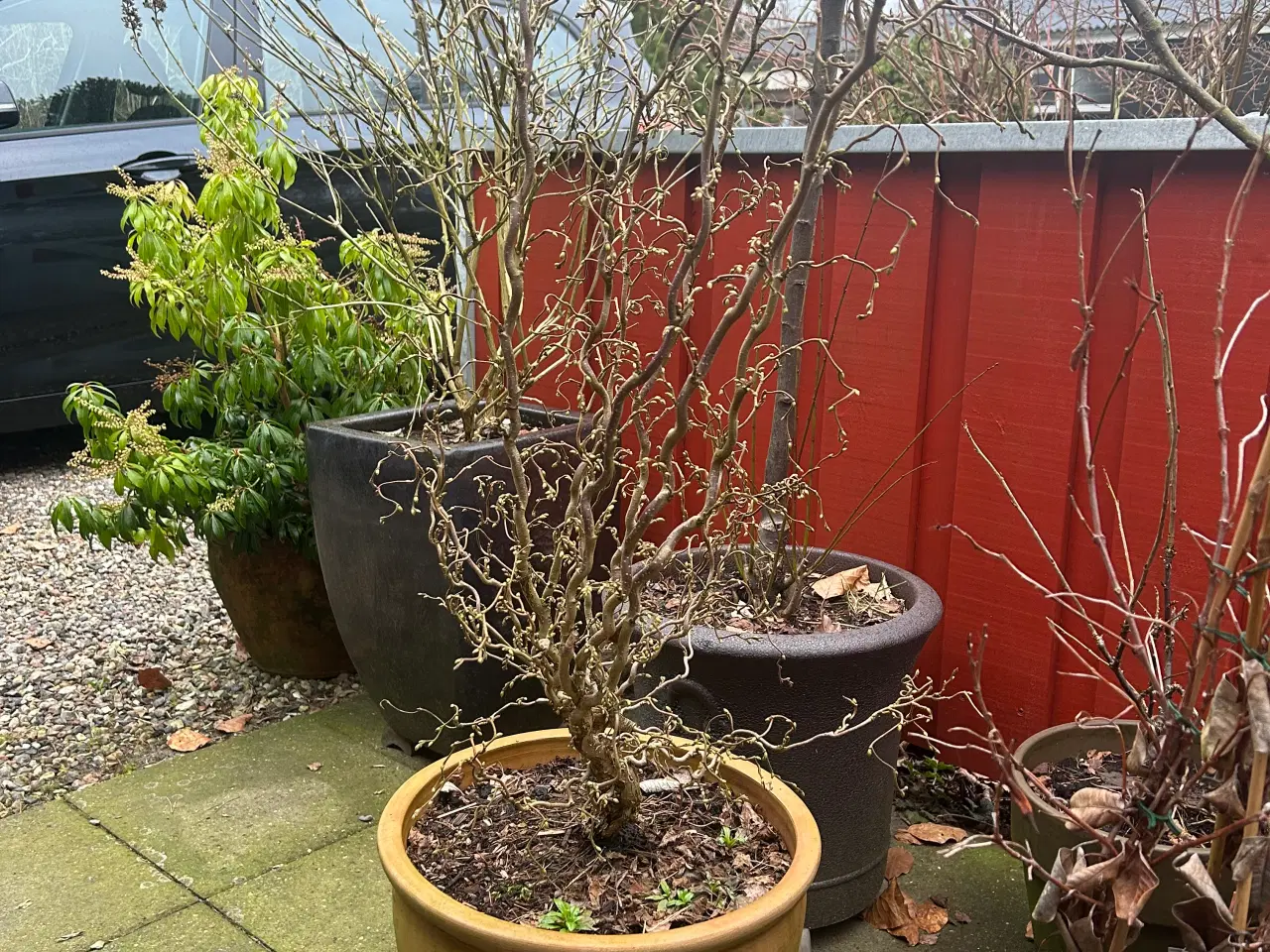 Billede 1 - Troldhassel, oliventræ og kuppel plante