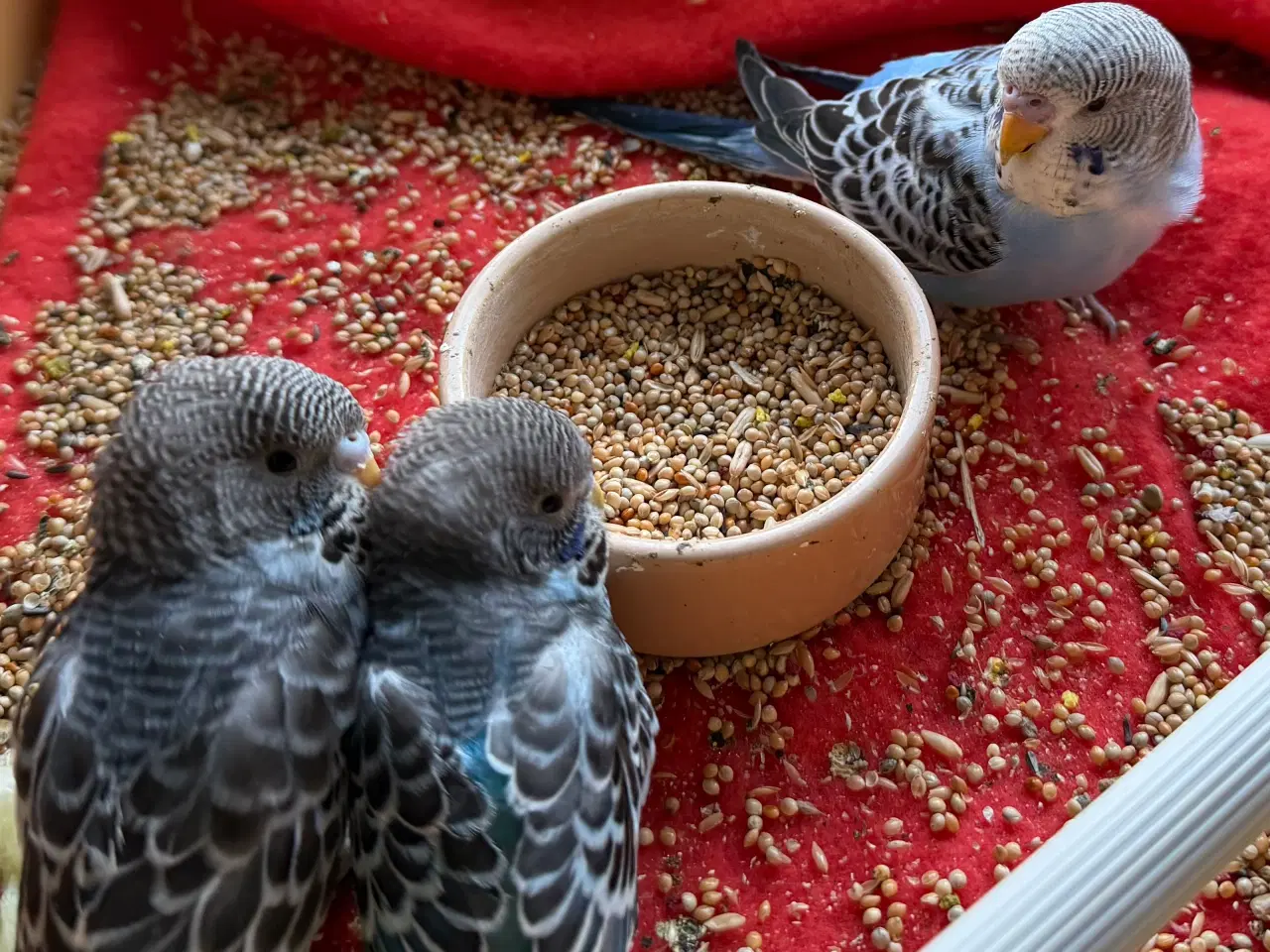 Billede 6 - Australske undulat unger