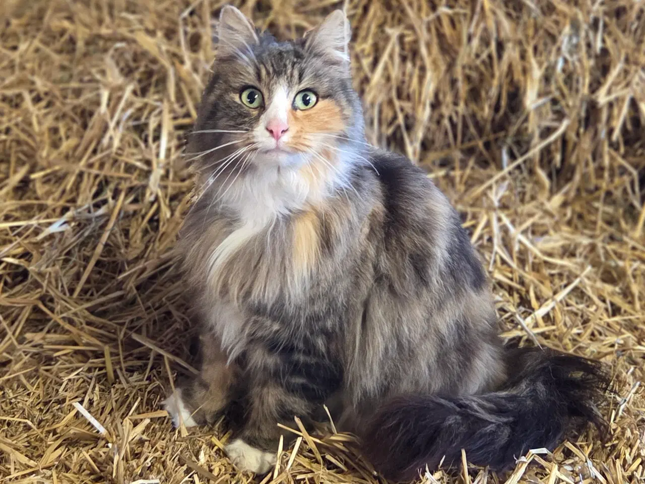 Billede 1 - Langhåret huskat, steriliseret
