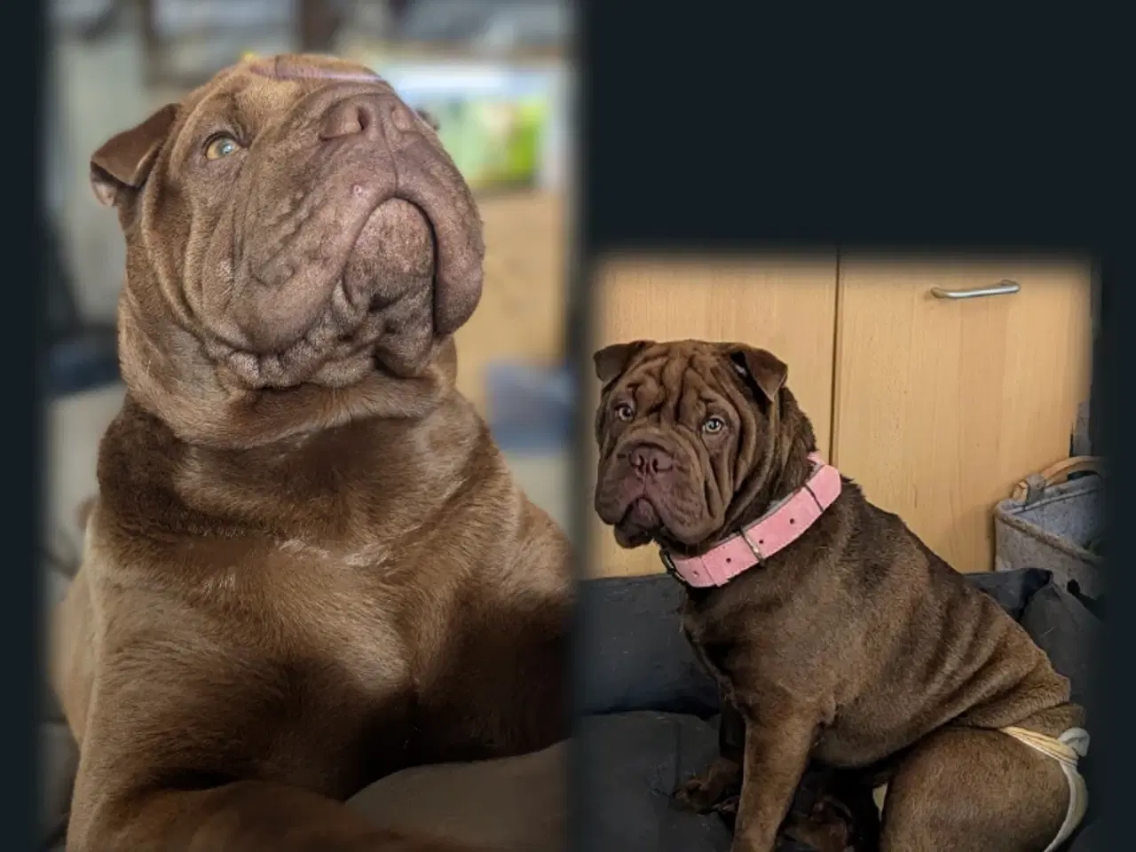 Billede 8 - Sharpei m. Fransk bulldog 