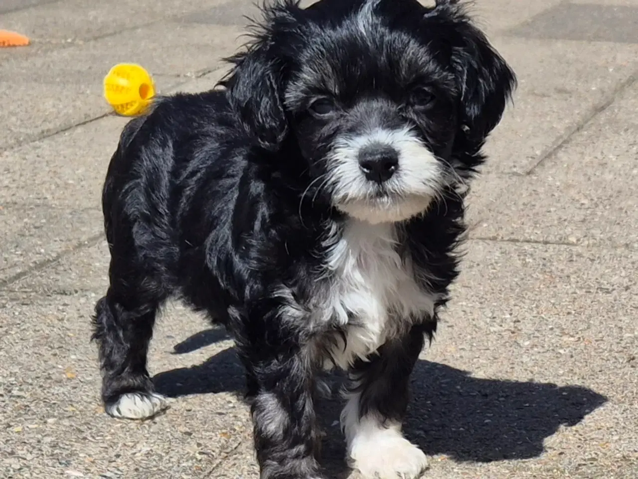 Billede 16 - Hunde hvalpe