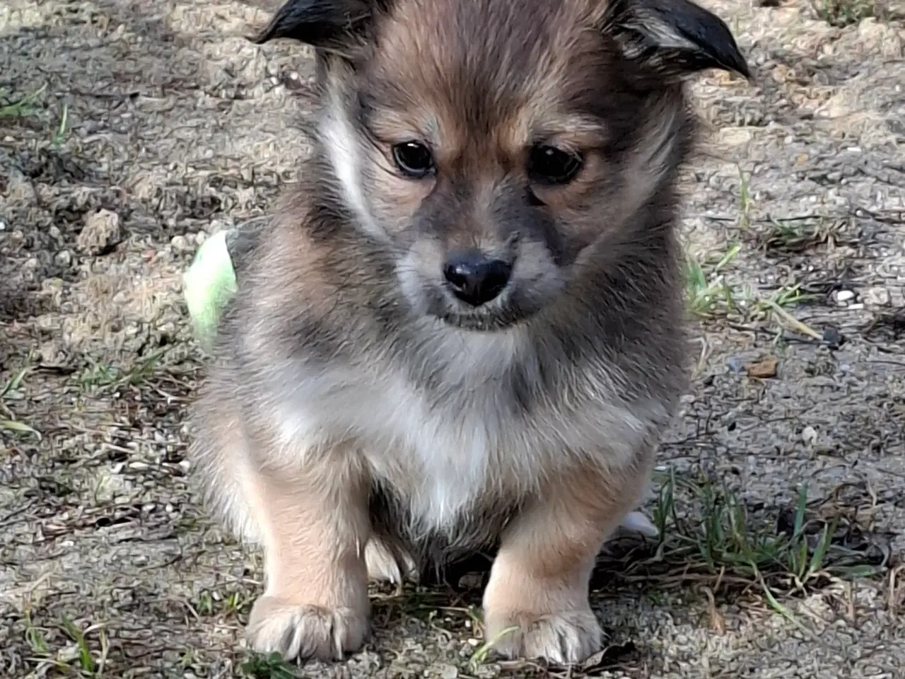 Billede 2 - 2 små prinsesser søger nye madskåle