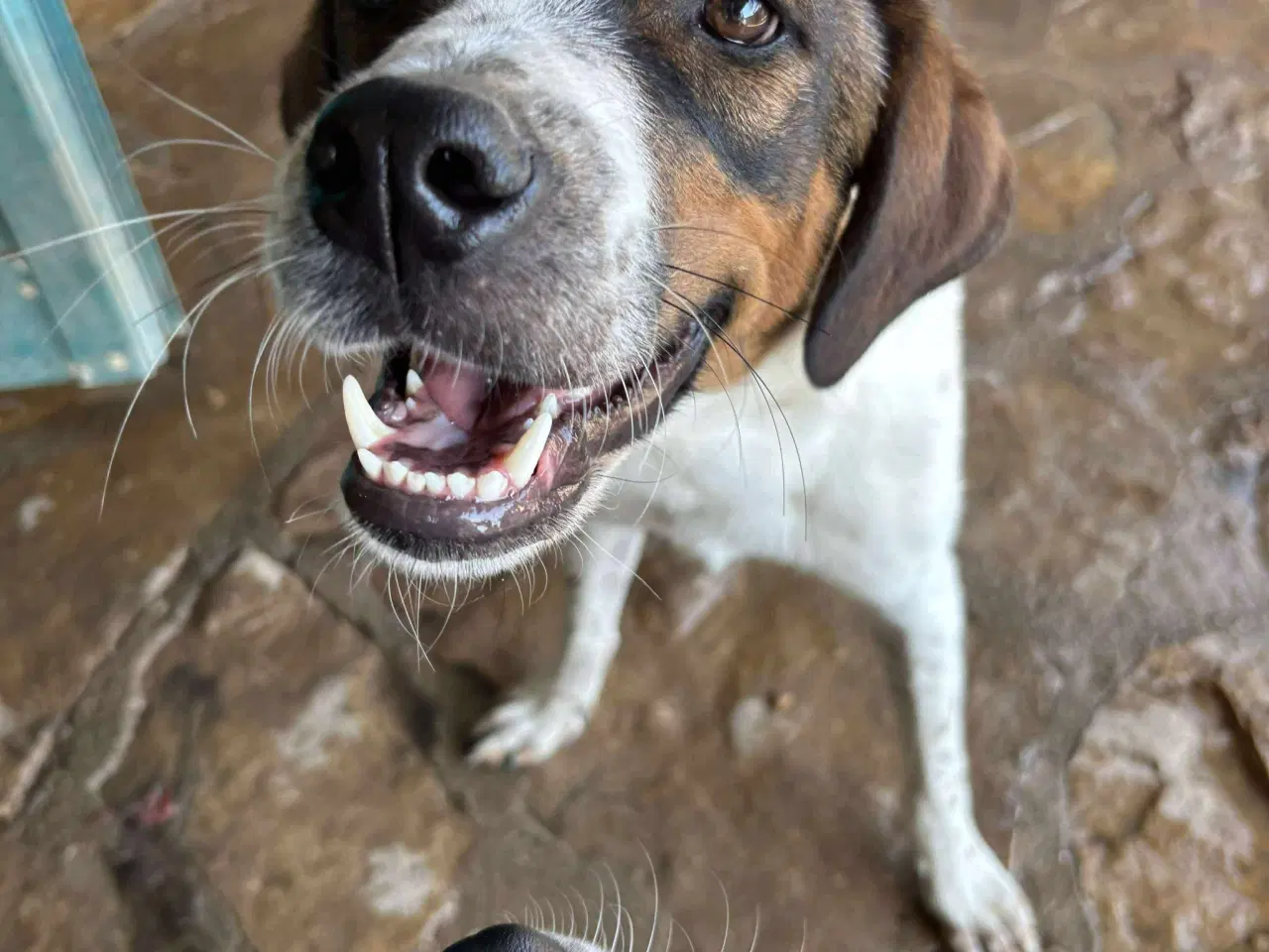 Billede 3 - Adopter Vince, og få en prins 🐶