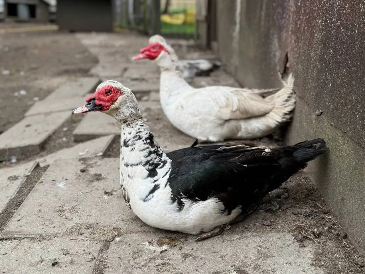 Billede 1 - Moskusænder til salg fra 250kr i 6818 Moskusanden 