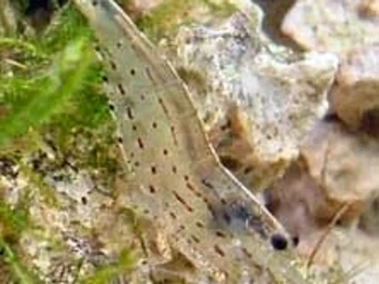 Billede 5 - Flotte akvariefisk