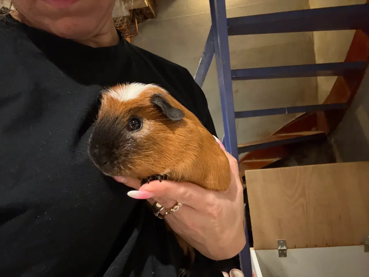 Billede 3 - Rød California 