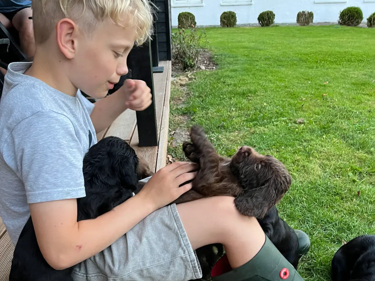 Billede 4 - Cockerspaniel dreng