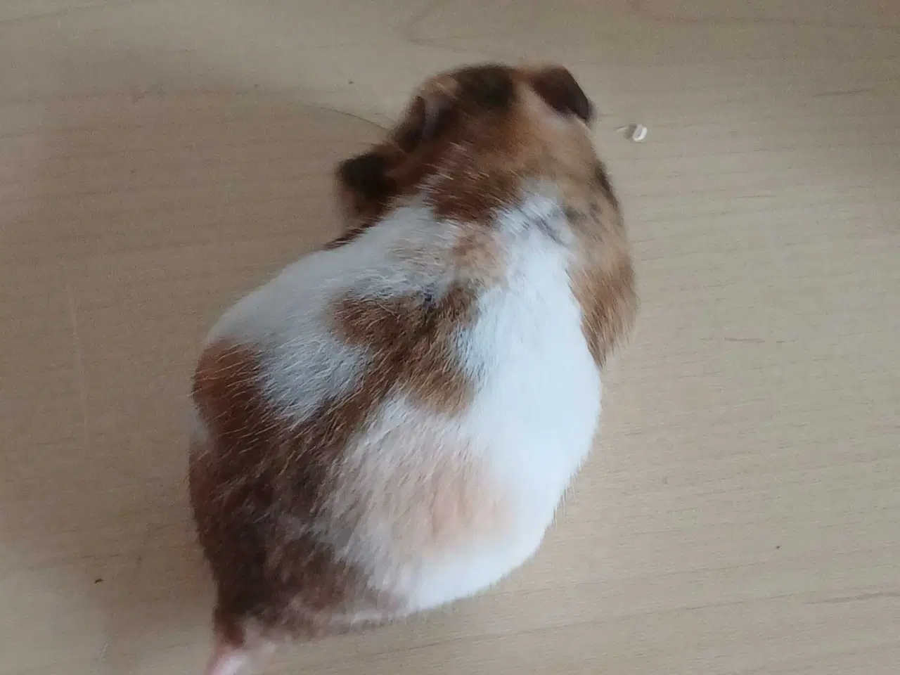 Billede 3 - Guldhamster unger