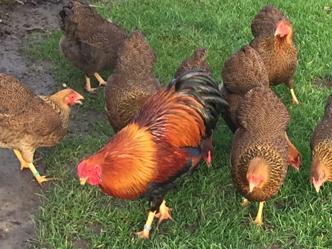 Billede 2 - Dværg Wyandotter 