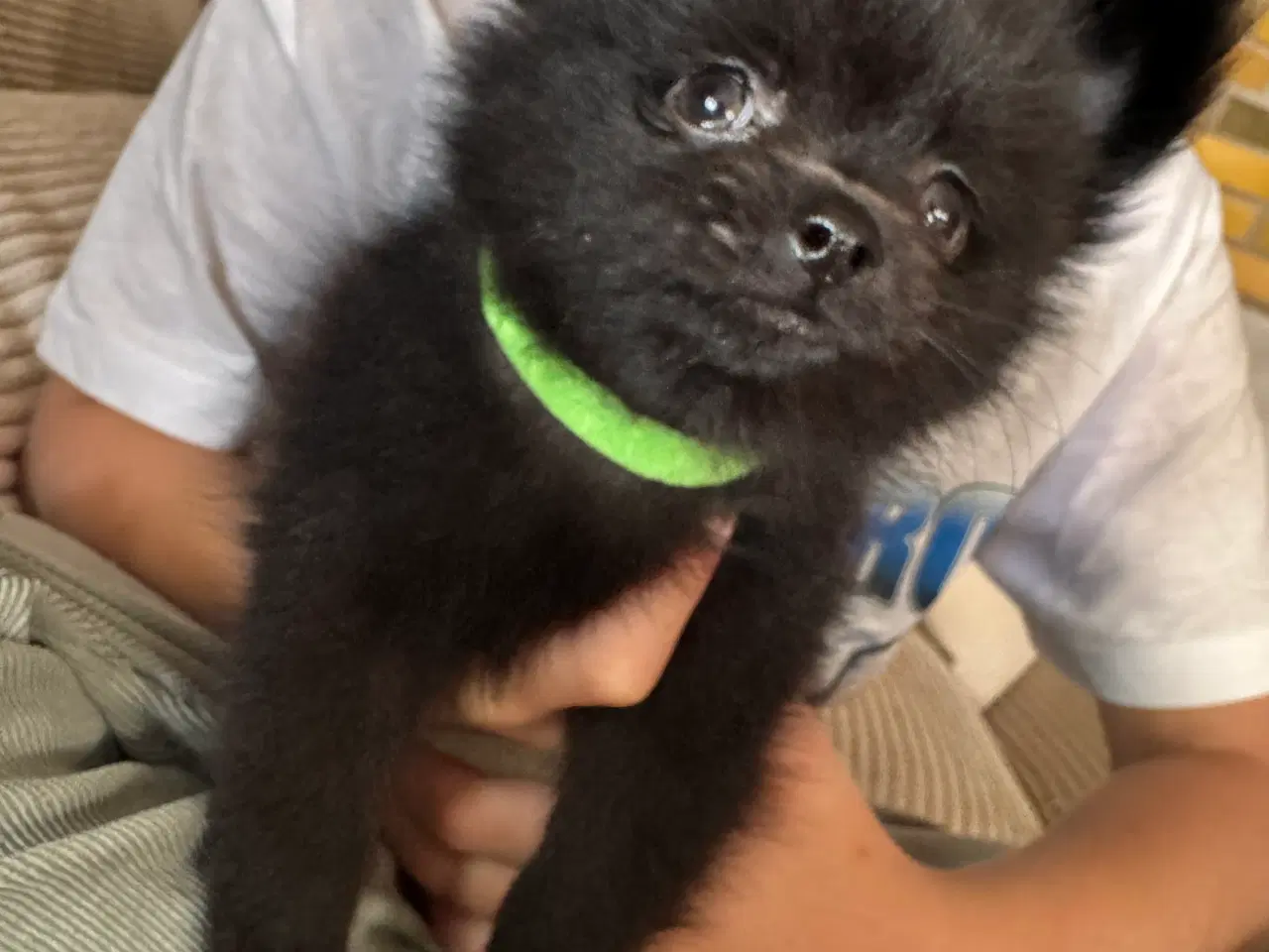 Billede 3 - Pomchi hvalp 