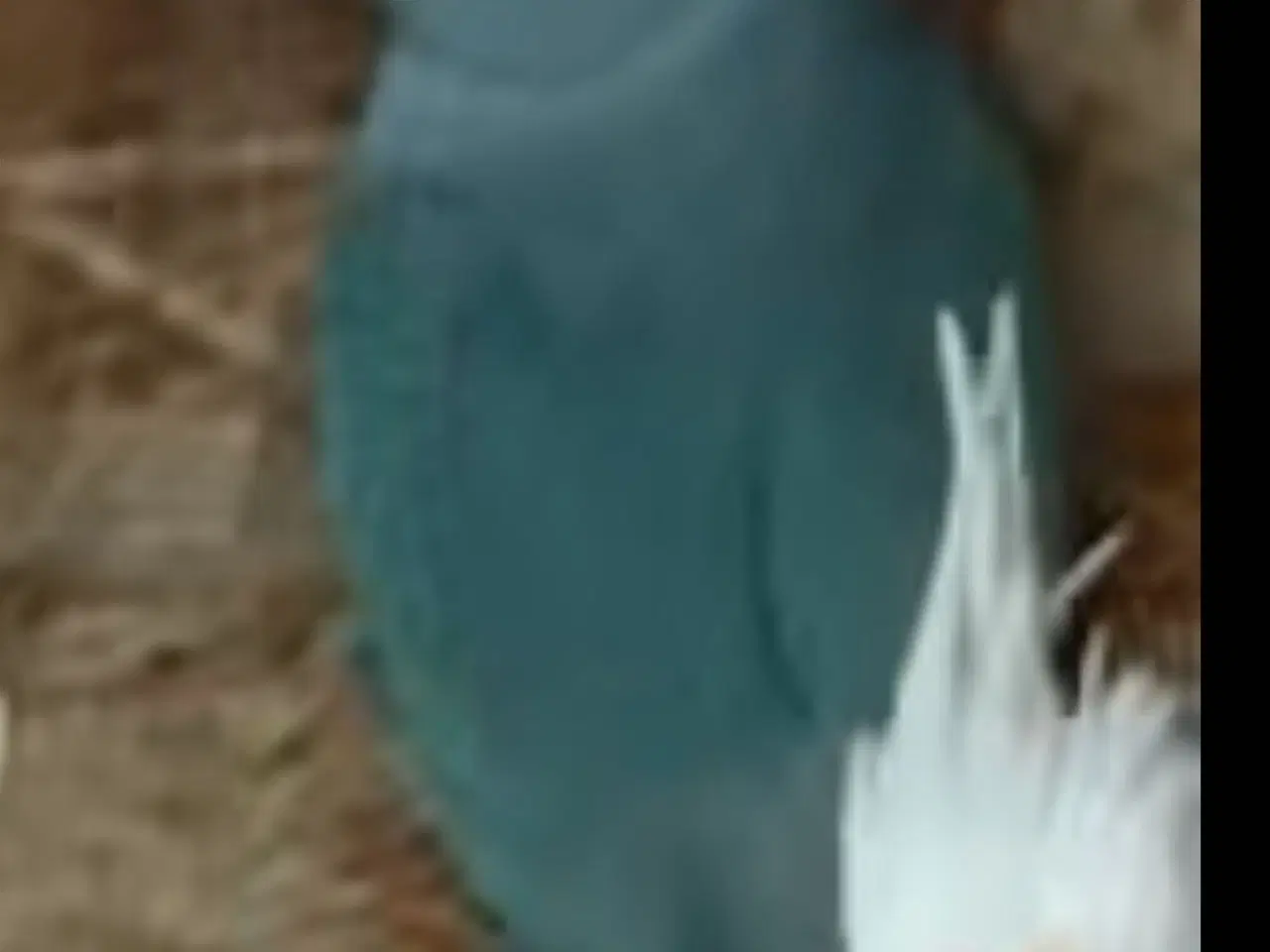 Billede 3 - Alexanderparakitter