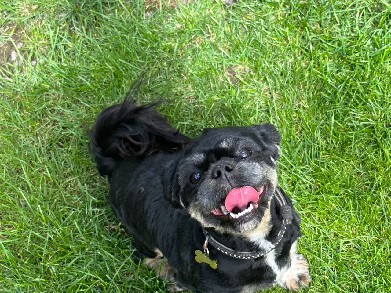 Billede 7 - lhasa apso/shih tzu