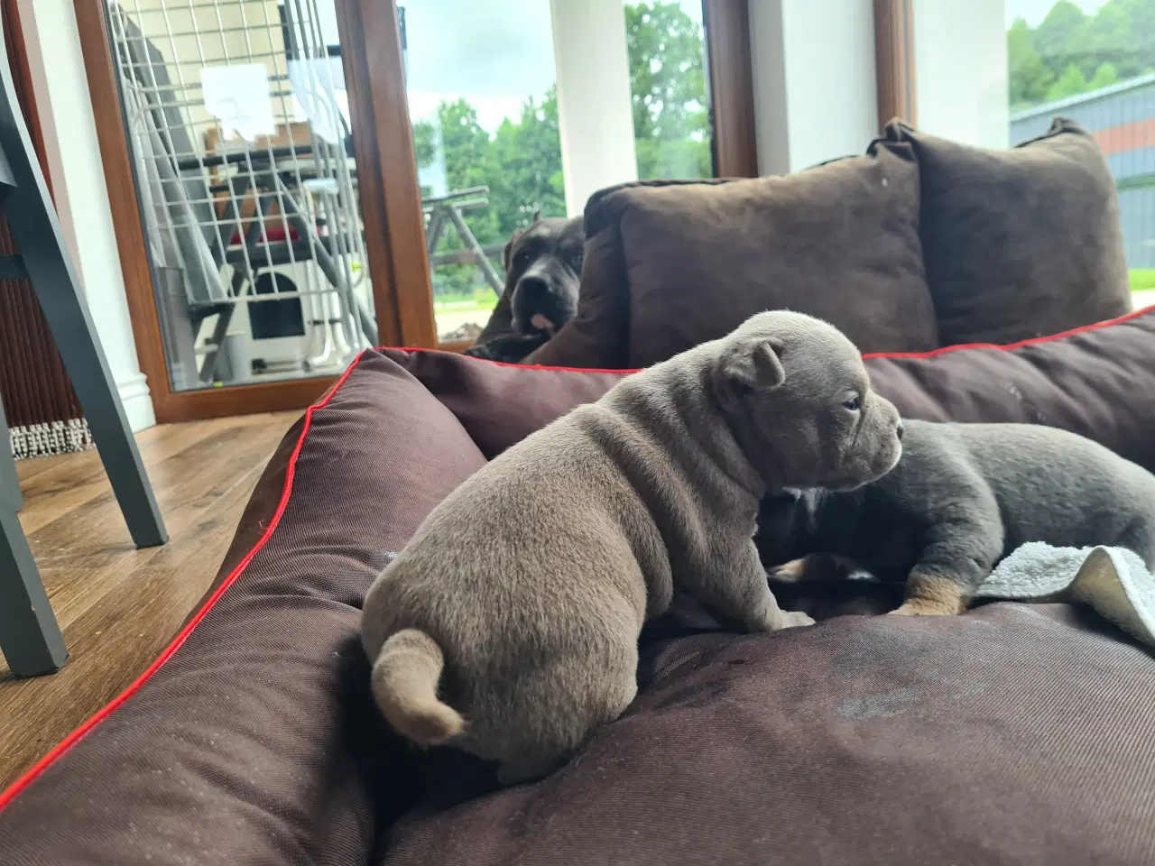 Billede 2 - American Bully Pocket - hvalpe 