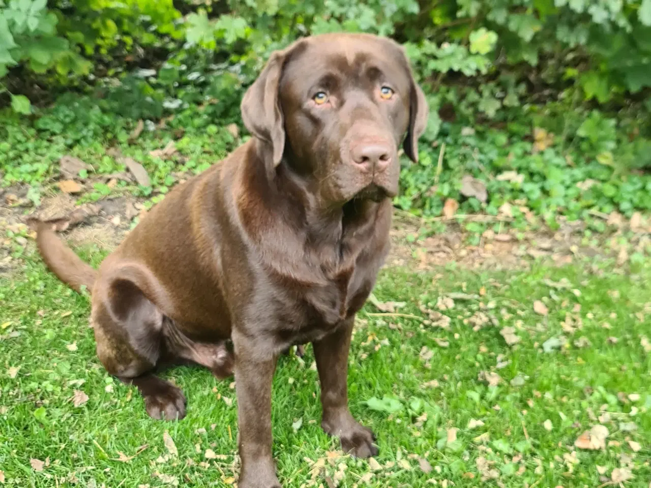 Billede 6 - Brune labrador hvalpe 