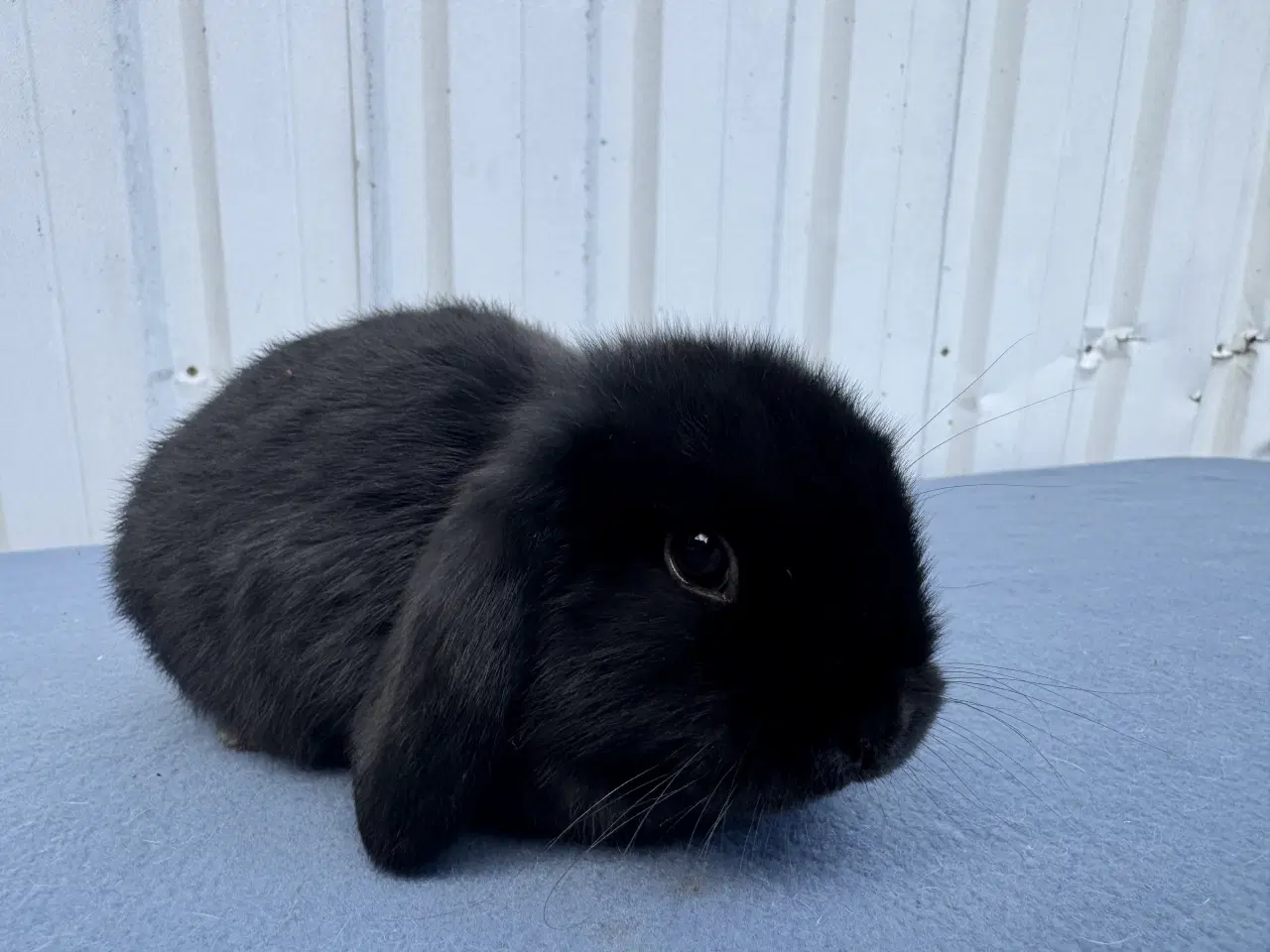 Billede 6 - Dværgvædder hankanin