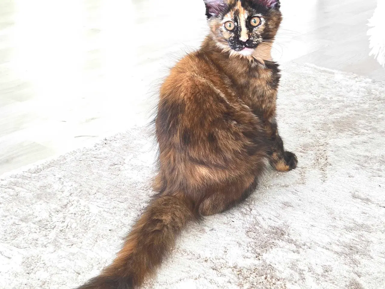 Billede 4 - De sødeste Maine coon killinger