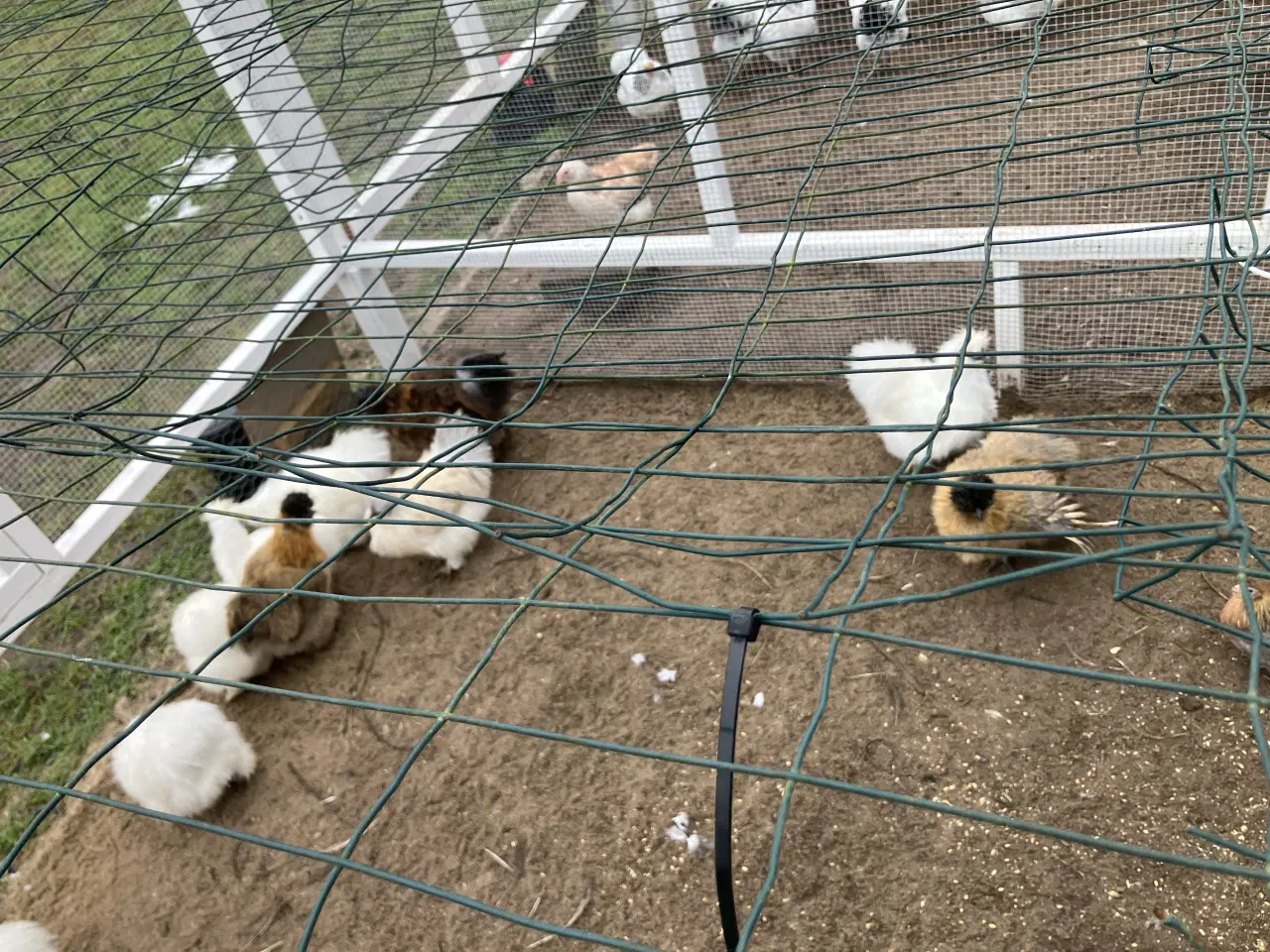 Billede 5 - Silke kyllinger