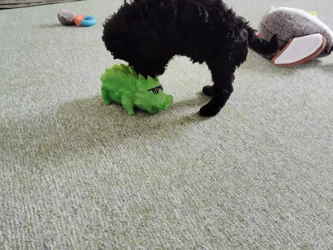 Billede 6 - Puddelhund hvalpe, 2 hunner