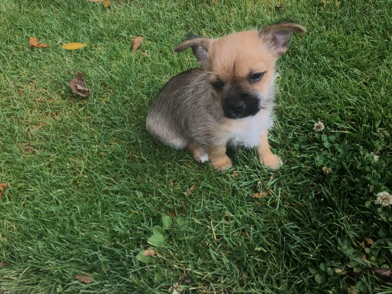 Billede 5 - Chihuahua blanding 