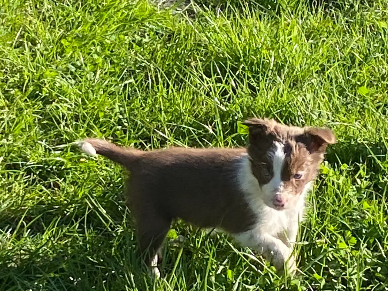 Billede 12 - Border Collie 