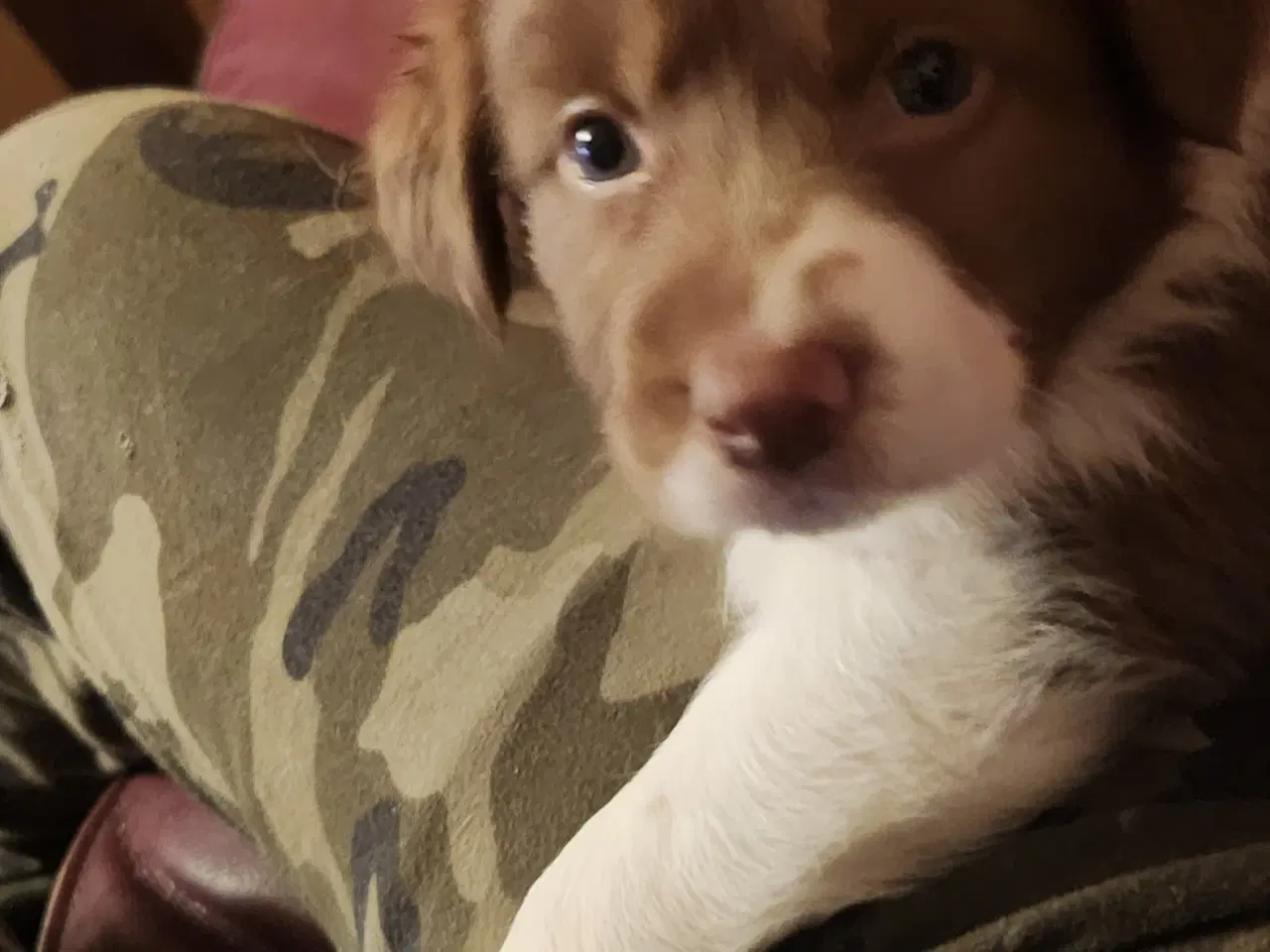 Billede 18 - Border collie/ Australien Shepherd mix