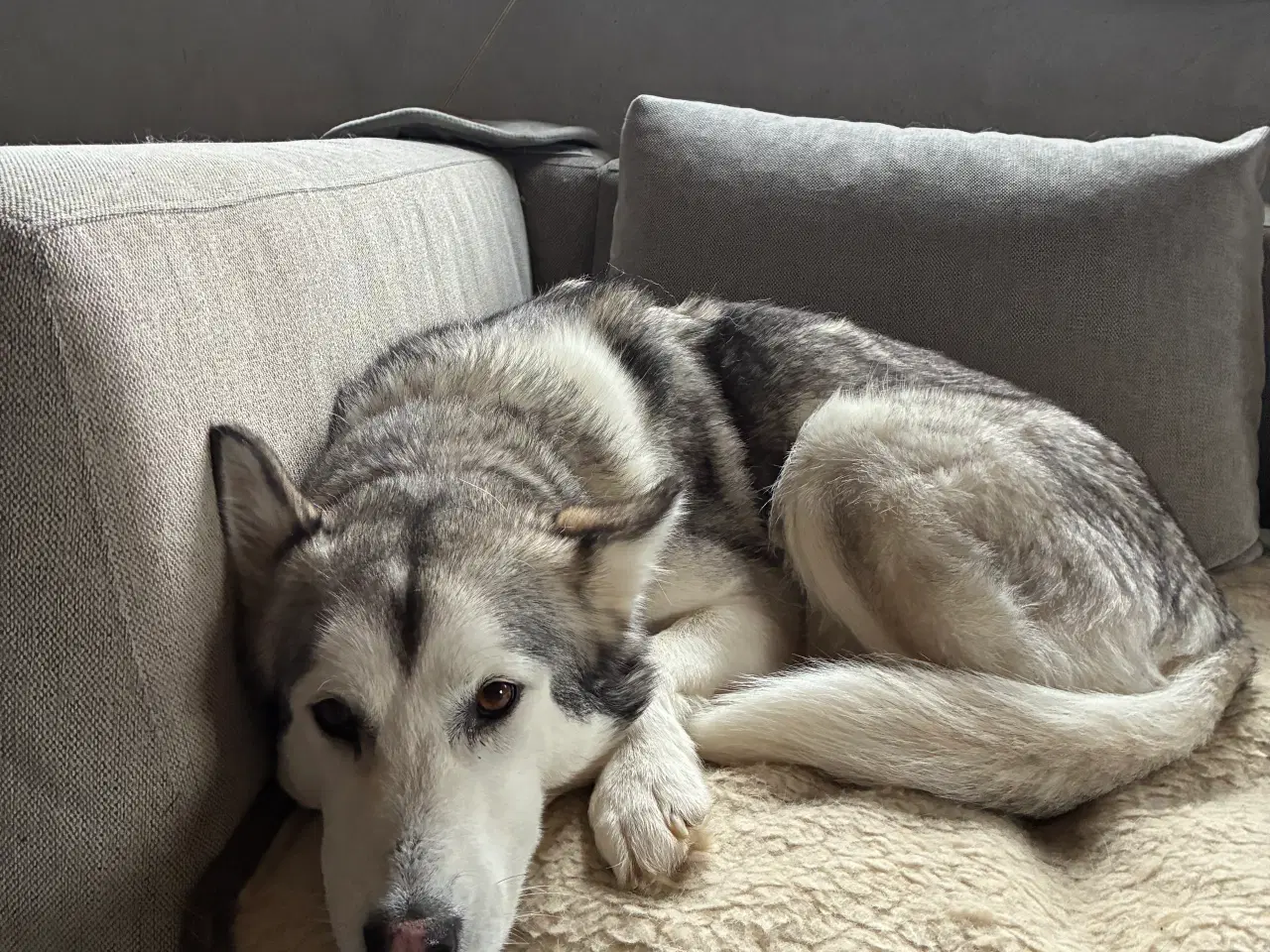 Billede 2 - Smuk husky 