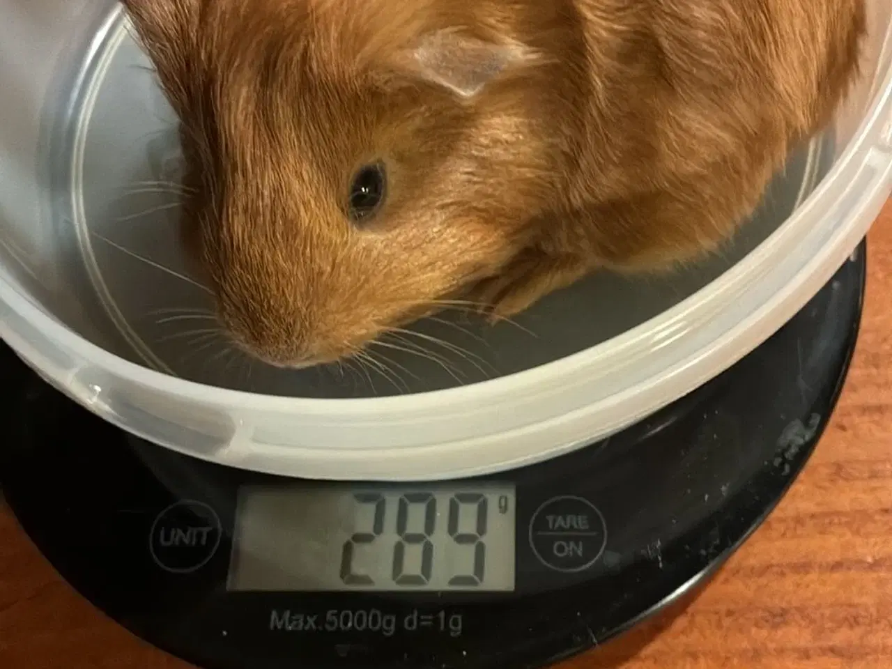 Billede 7 - Marsvin i forskellig aldre  skinner er hunner 