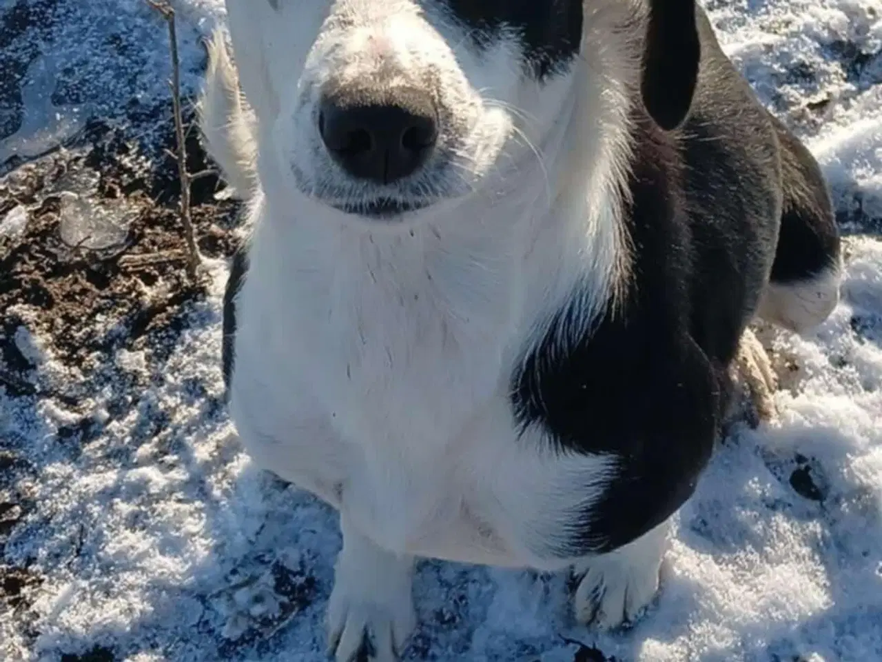 Billede 8 - Skønne Frigg søger sin egen familie