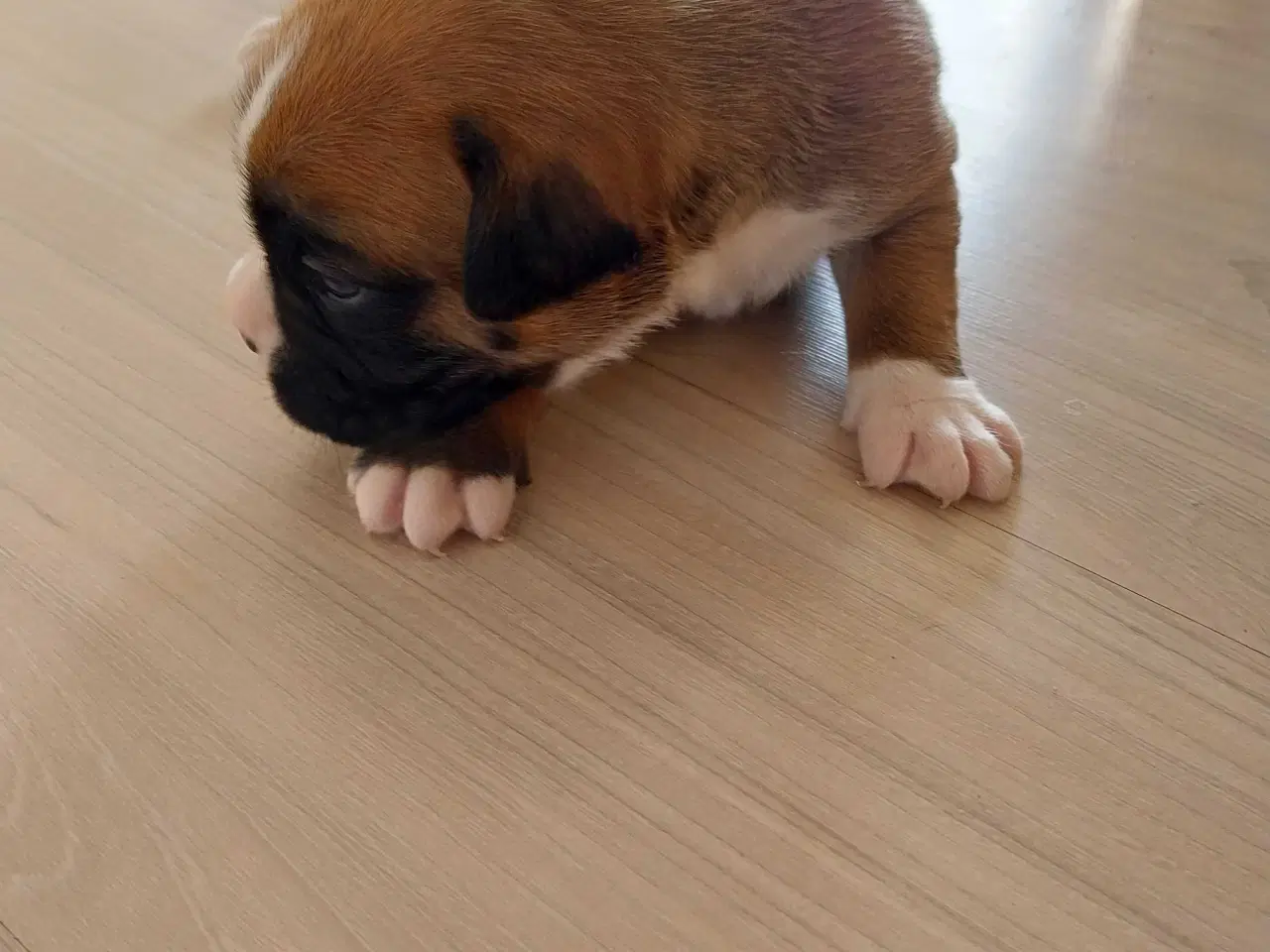 Billede 3 - Boxer