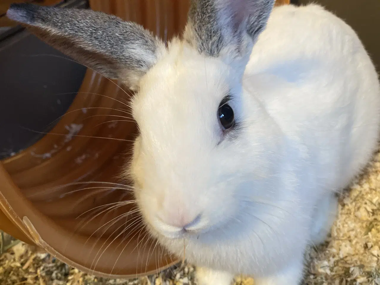 Billede 4 - Nutsi søger nye græsgange