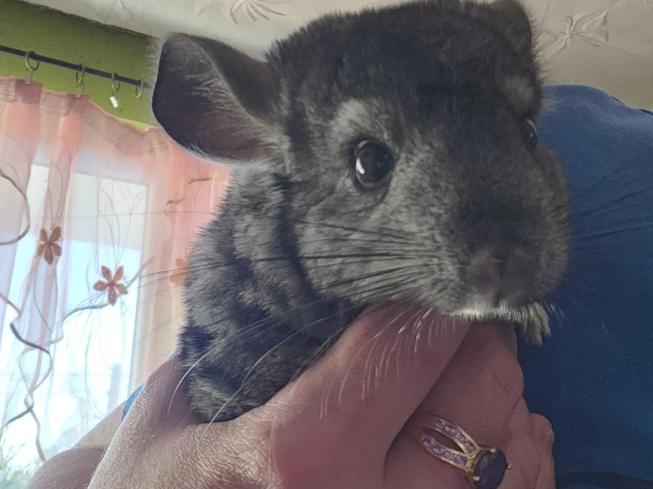 Billede 4 - To chinchilla-brødre søger et hjem