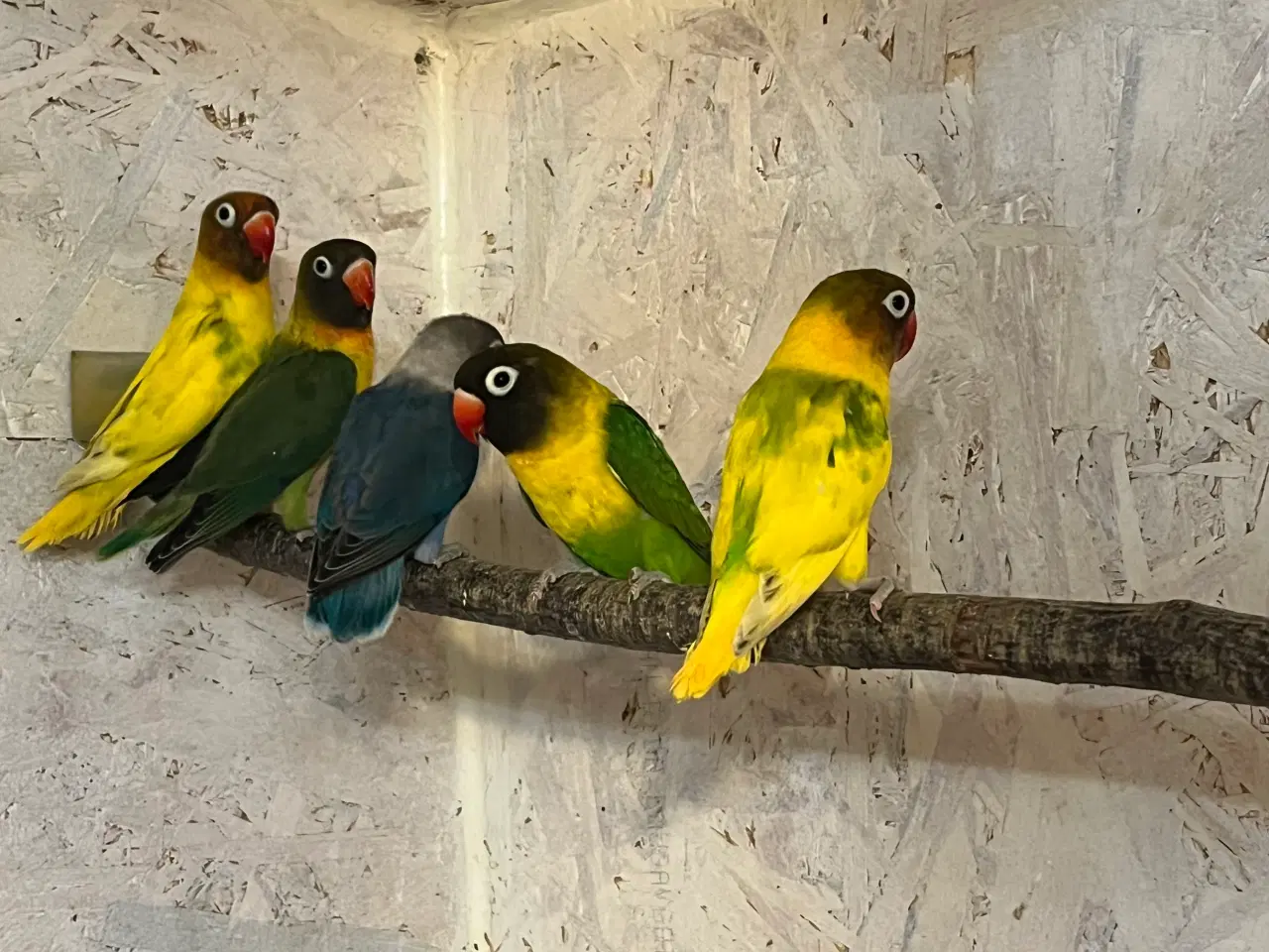 Billede 2 - Sorthovedet Dværgpapegøje 