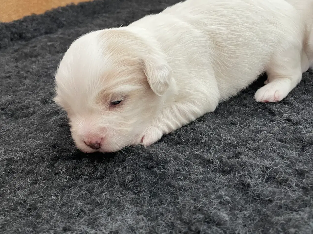 Billede 11 - 3 dejlige coton de tulear hvalpe søger nye familie