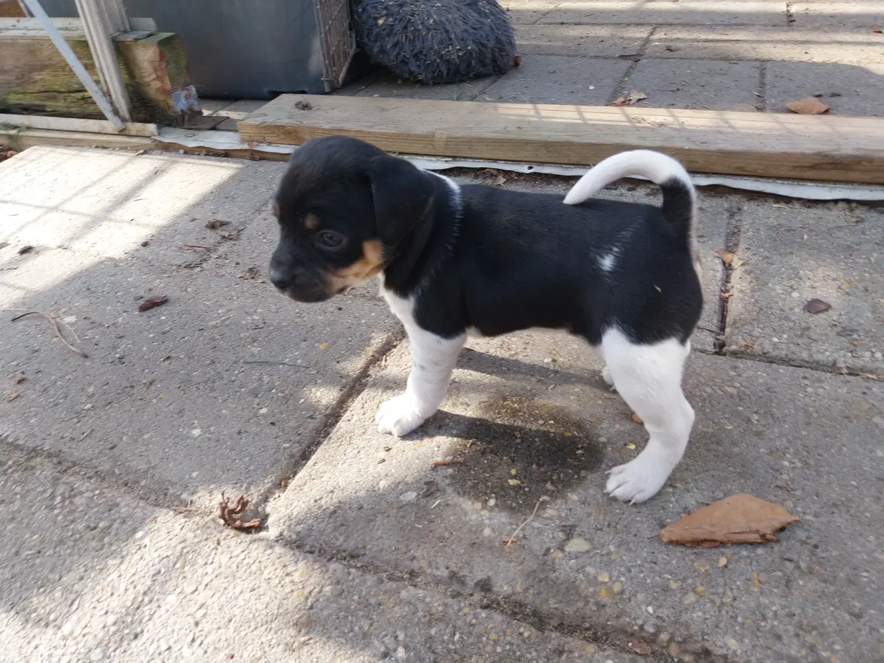 Billede 2 - Dansk svensk gårdhund/mops