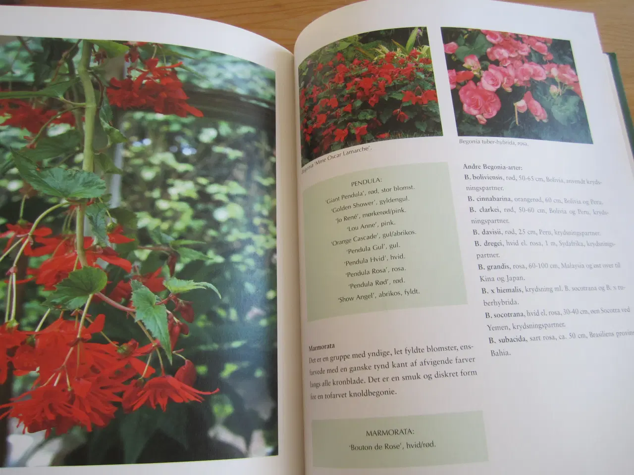 Billede 2 - BYD. BLOMSTRENDE SOMMER OG KRUKKELØG.