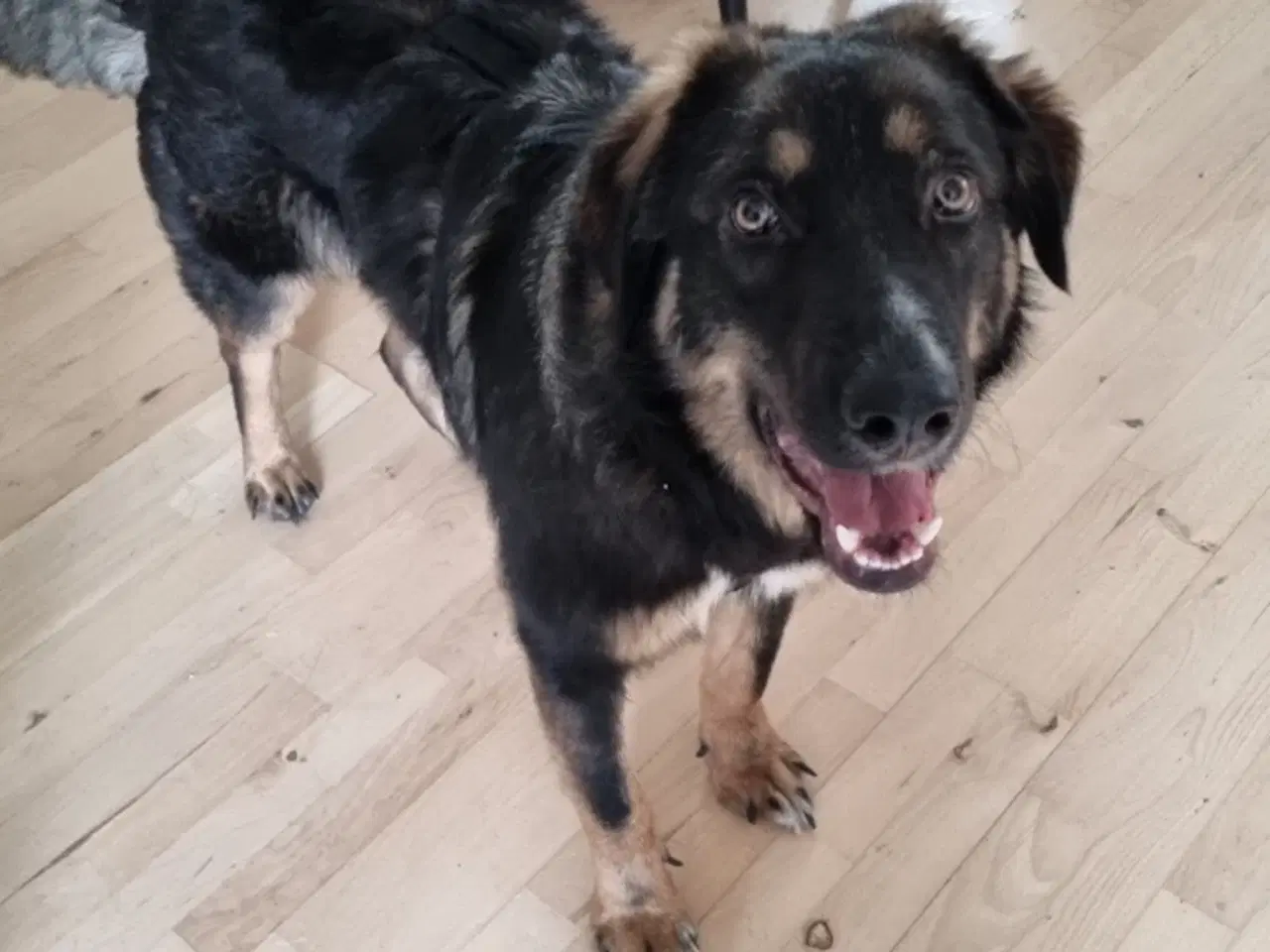 Billede 7 - Basse søger 4ever familie💙