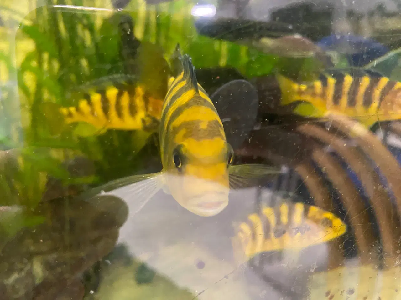 Billede 4 - Humlebi Cichlide (Maylandia Crabro)