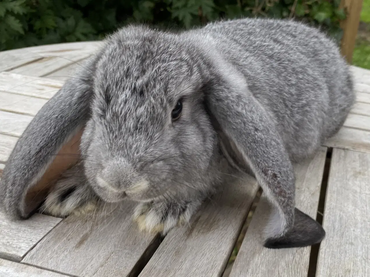 Billede 7 - FRANSK VÆDDER HAN CHINCHILLA