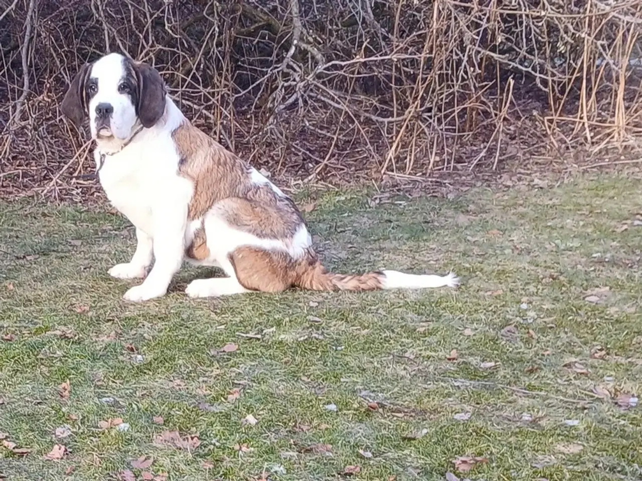 Billede 2 - Sankt bernhard, korthåret