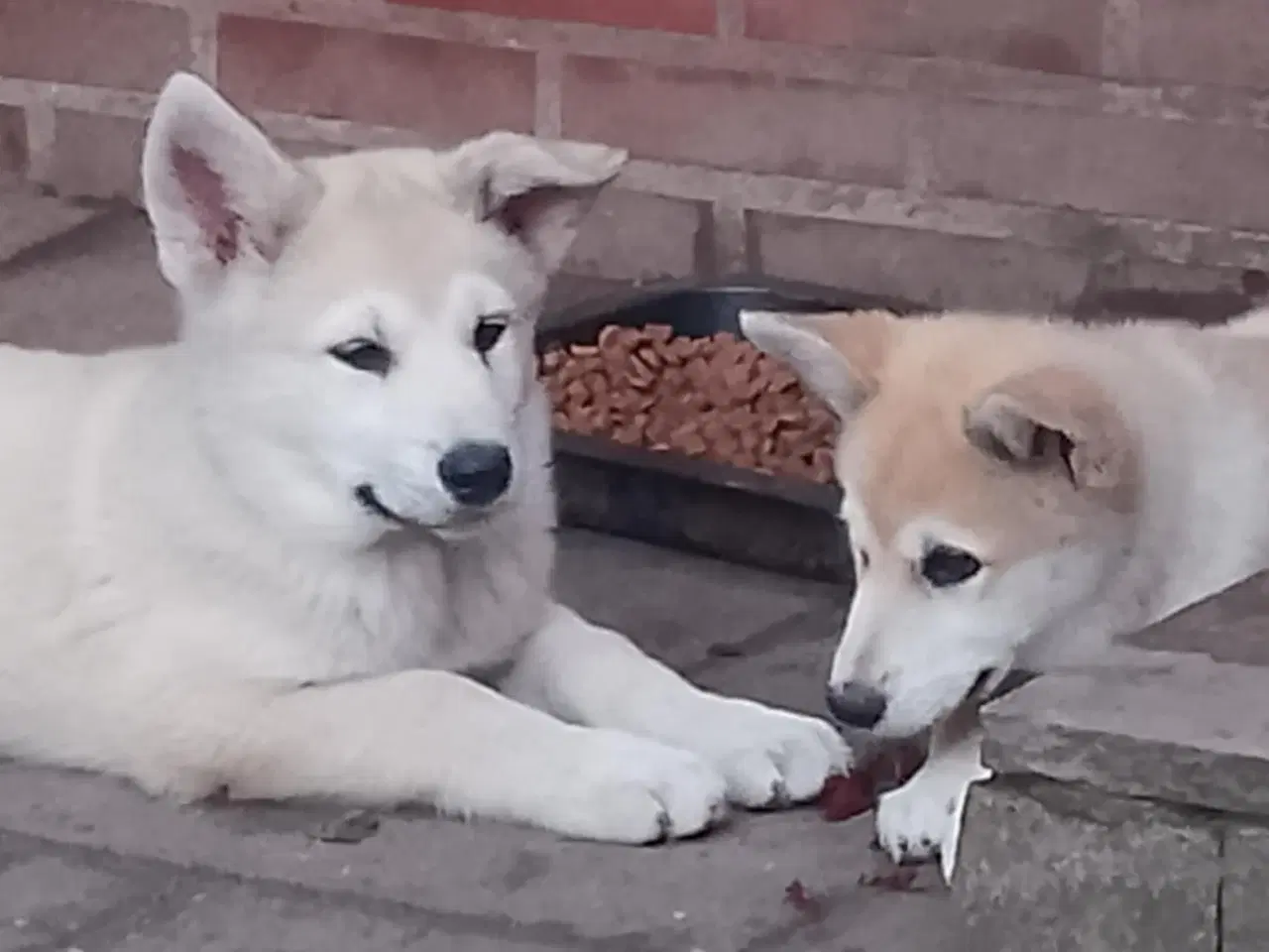 Billede 2 - Husky blandinger 