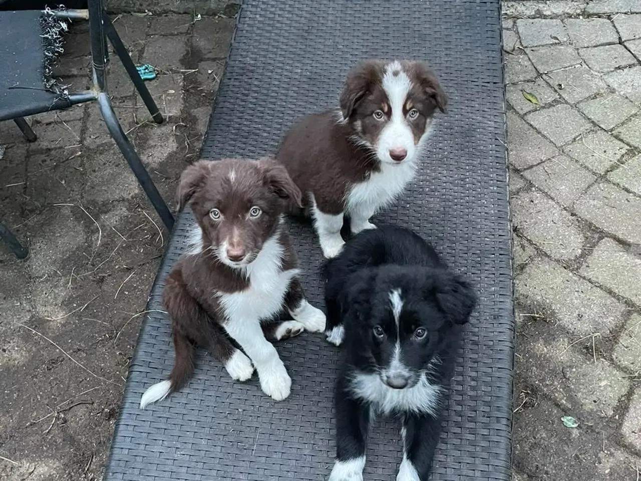 Billede 3 - Border Collie hvalpe 