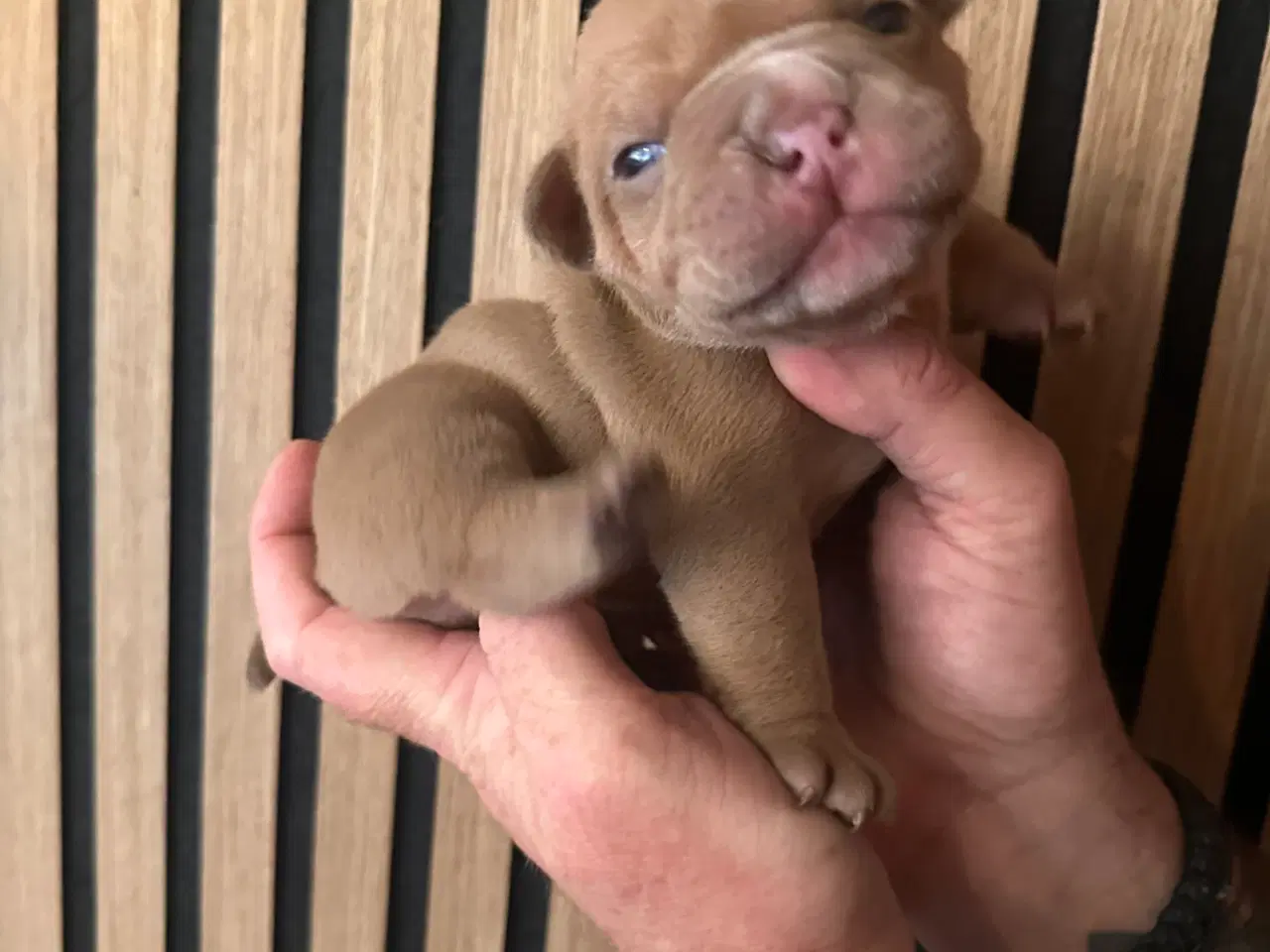Billede 12 - English bulldog