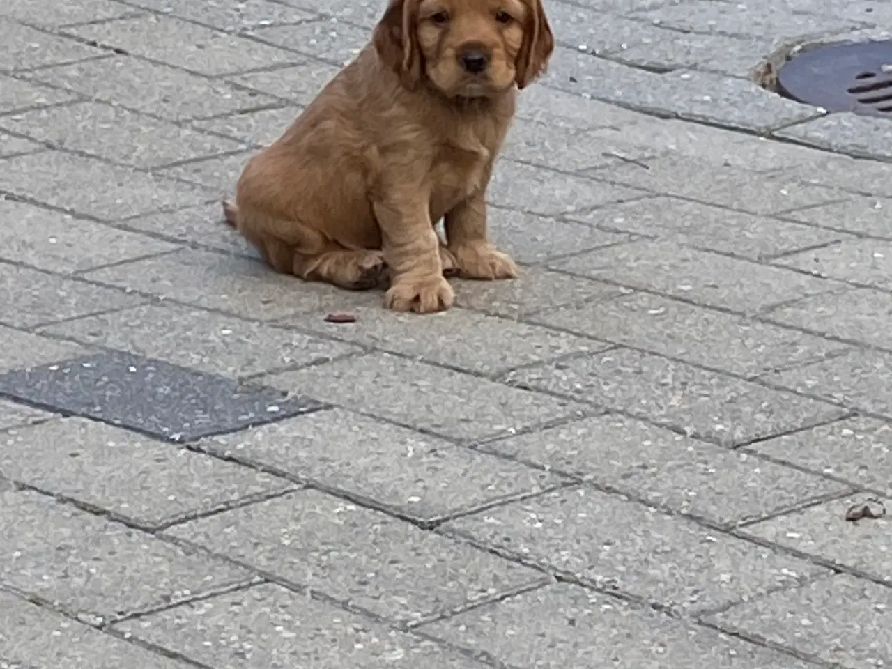 Billede 2 - Friske cockerspaniel hvalpe