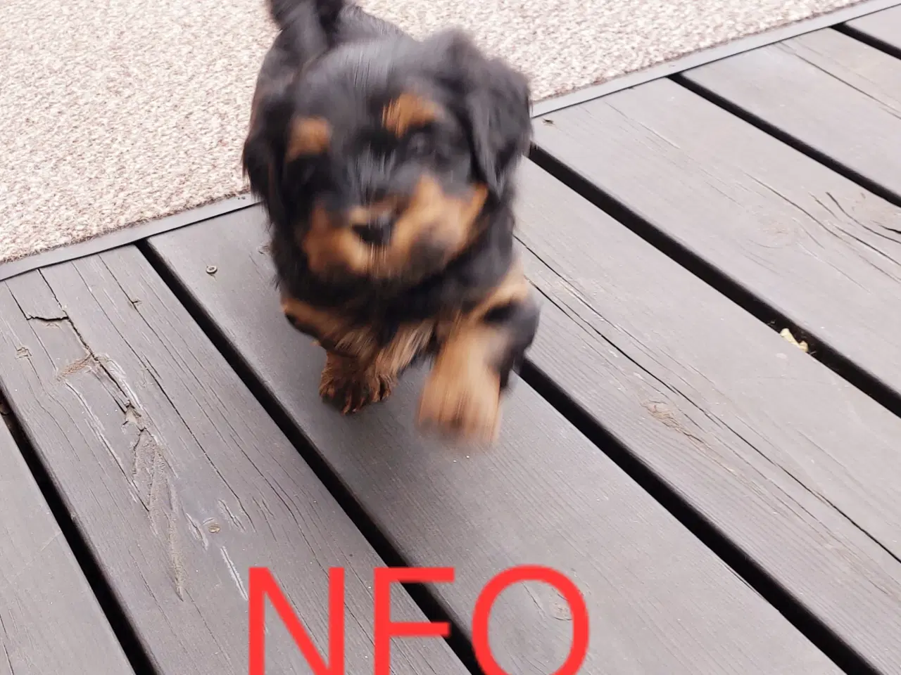 Billede 2 - Bichon Havaneser 